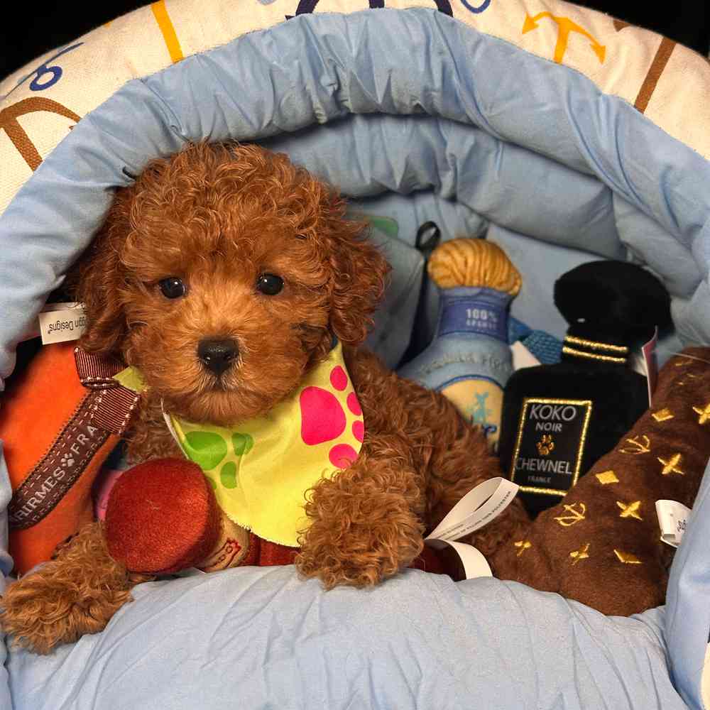 pet breed image