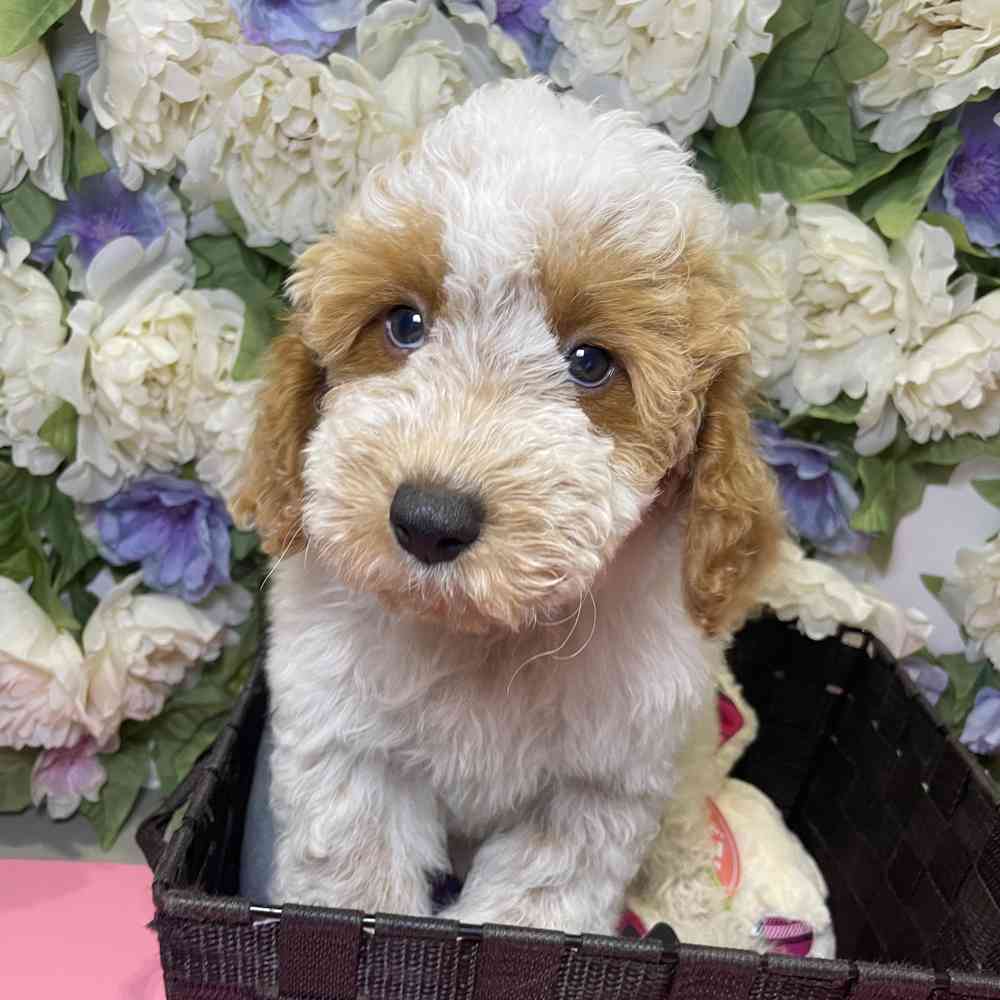 carousel pet images