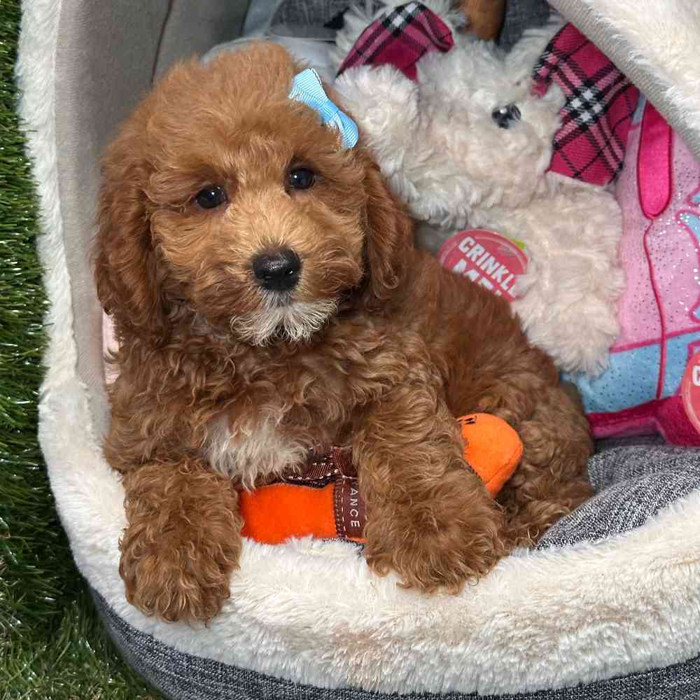 pet breed image