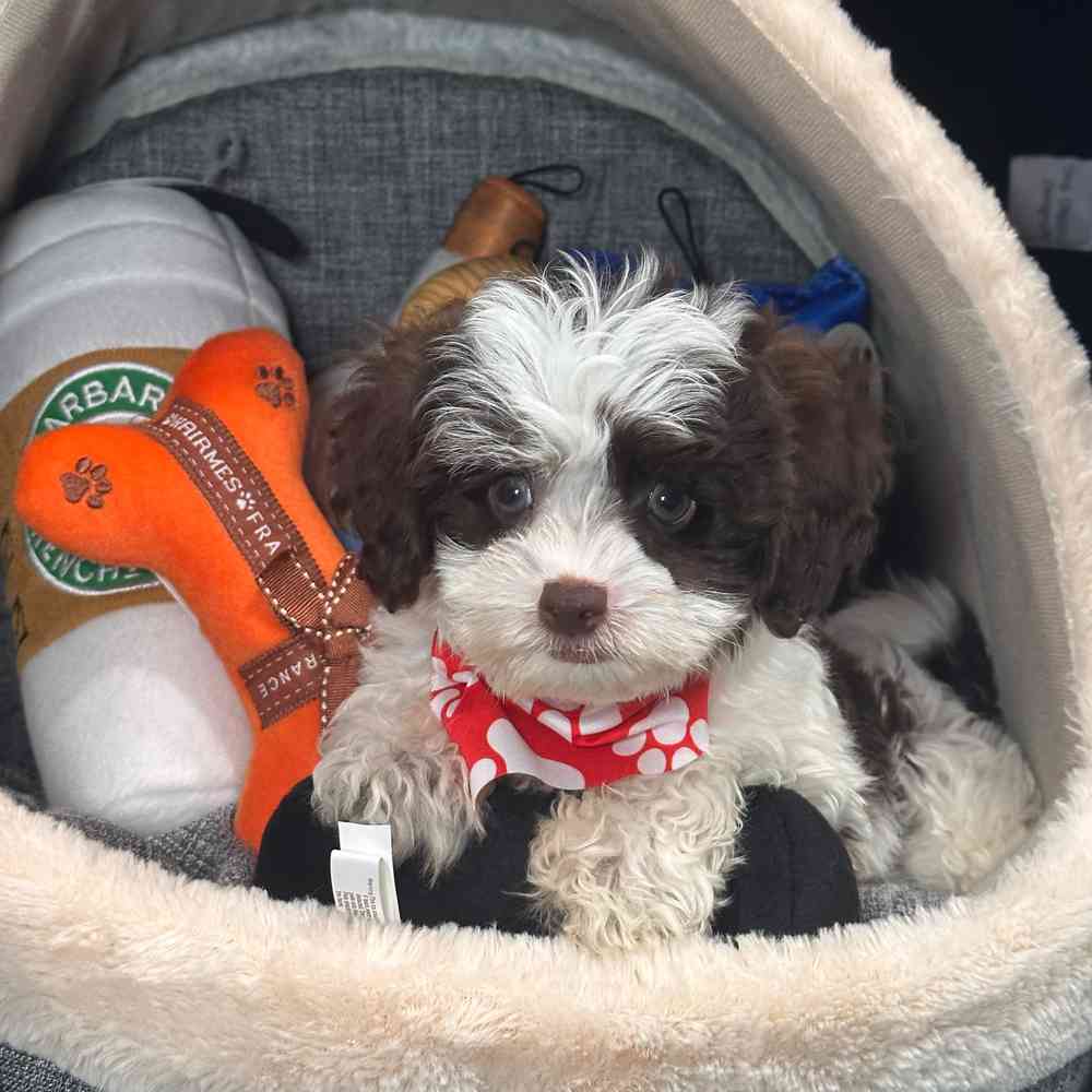 carousel pet images