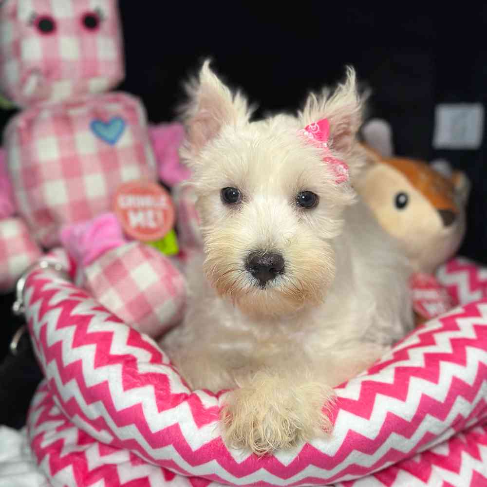 Image of a pet breed in the gallery
