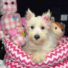 Miniature Schnauzer