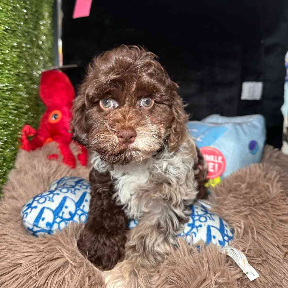carousel pet images