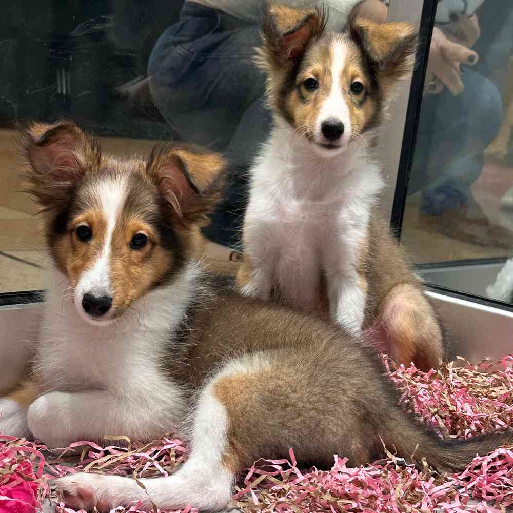 carousel pet images