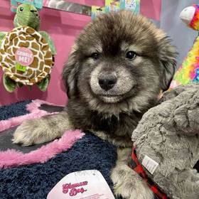 Pomsky
