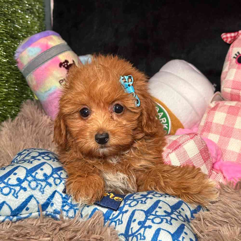 pet breed image