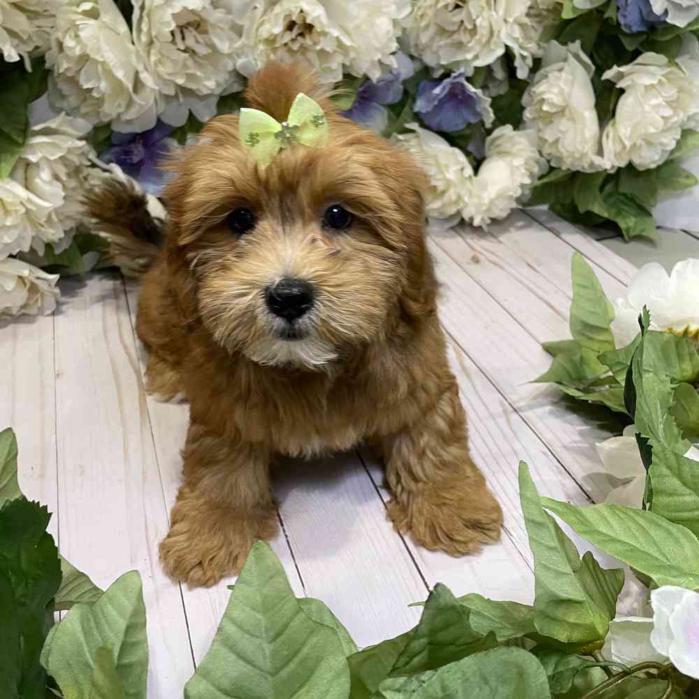 carousel pet images