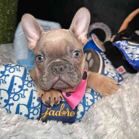 French Bulldog