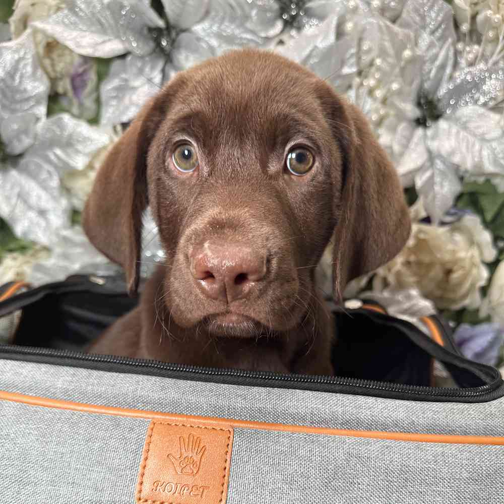 carousel pet images