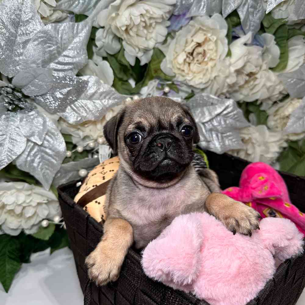 carousel pet images