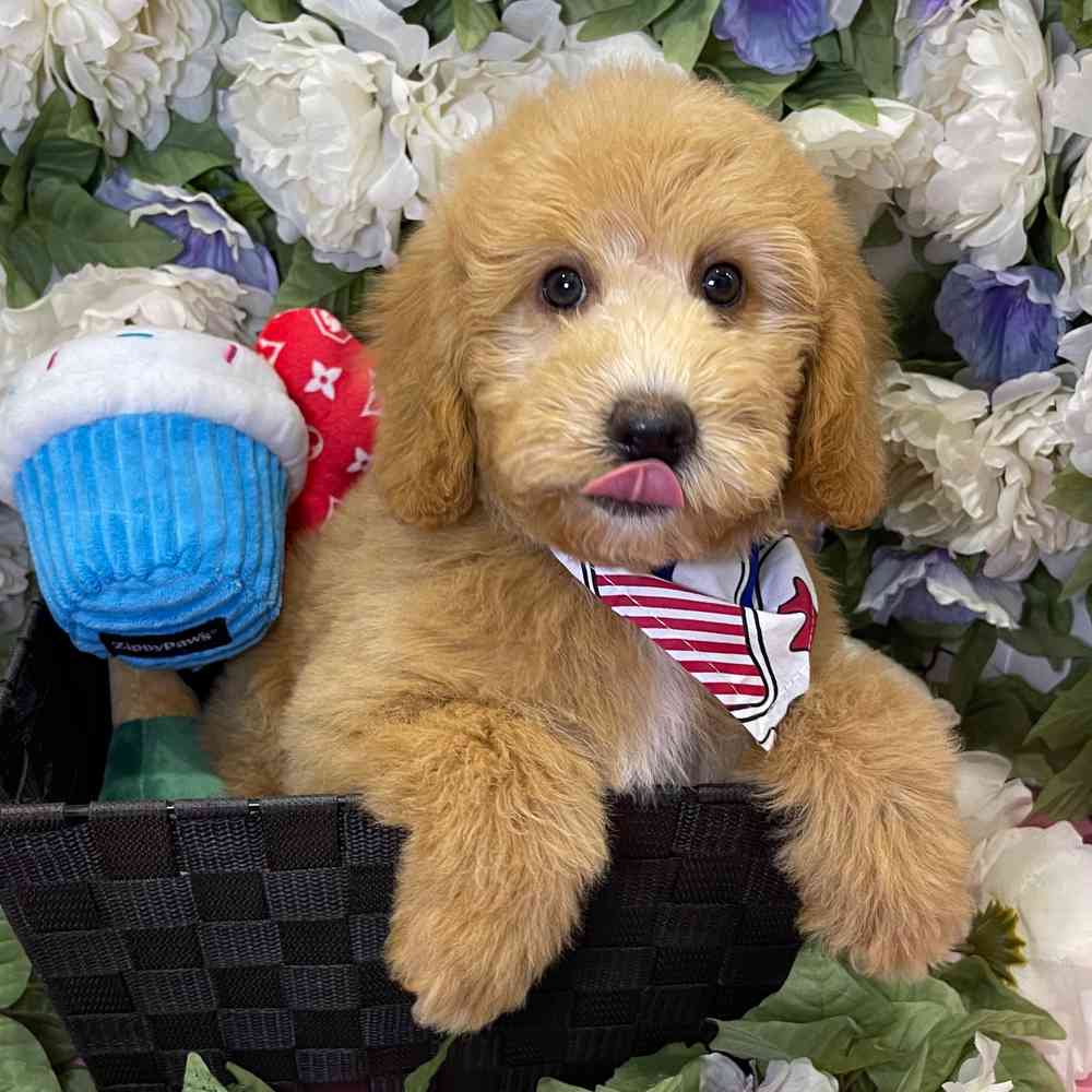 carousel pet images