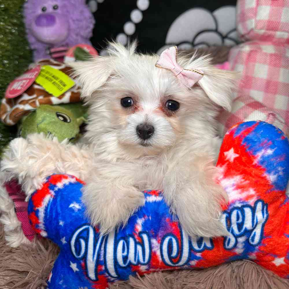 pet breed image