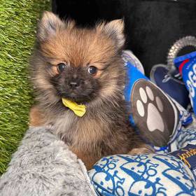 Pomeranian