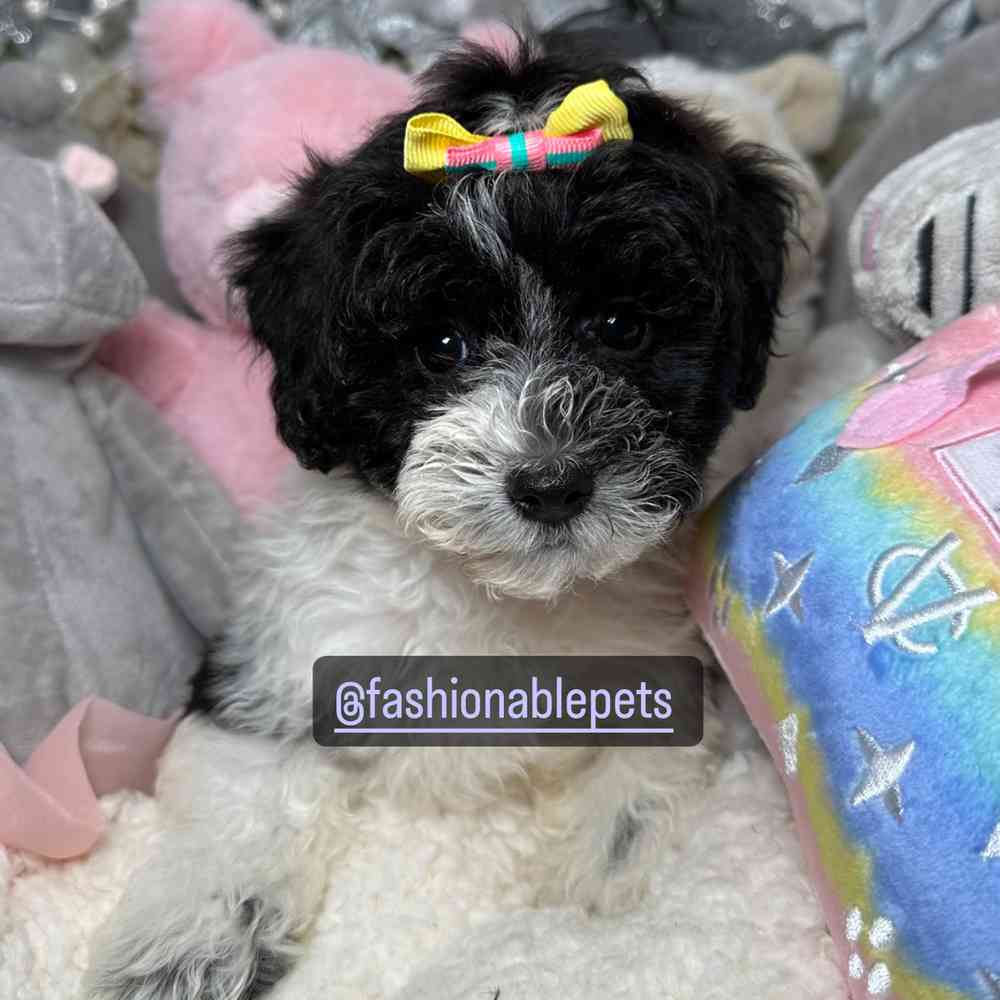 carousel pet images
