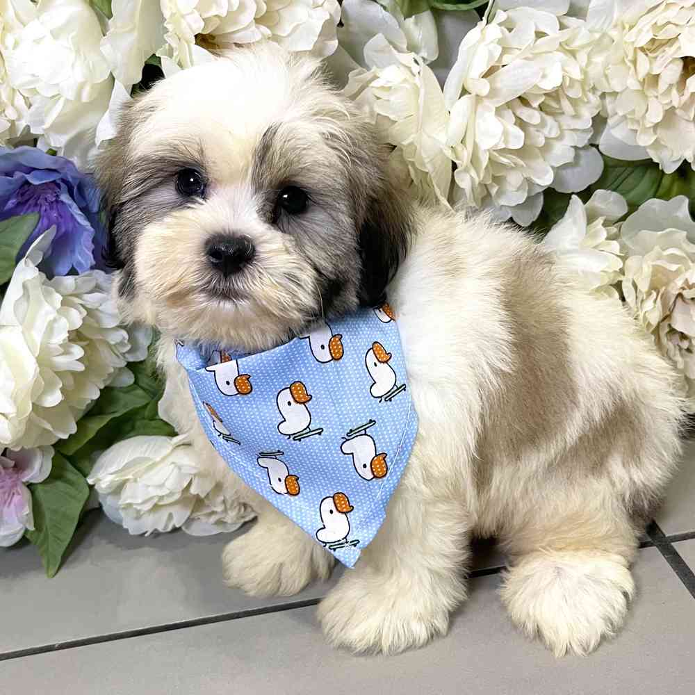 carousel pet images
