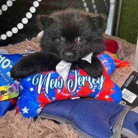 Pomeranian