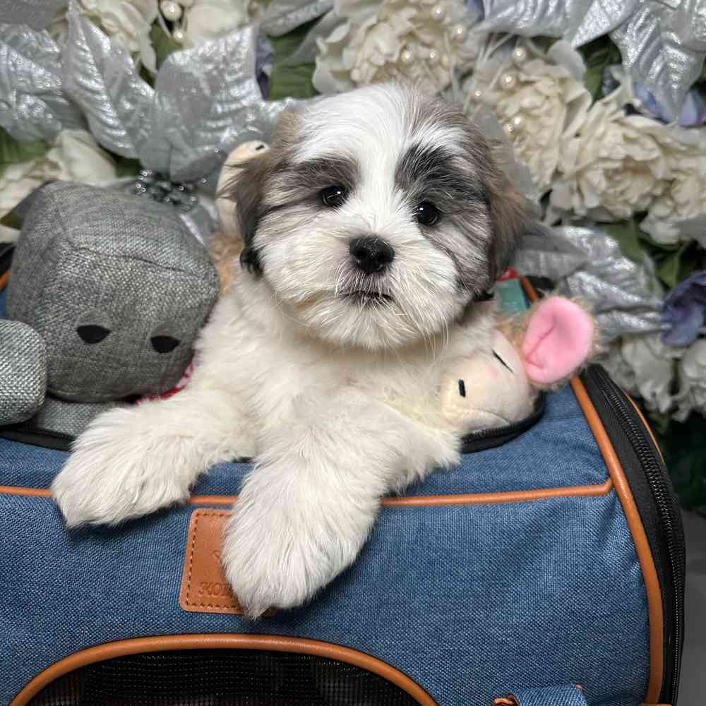 carousel pet images
