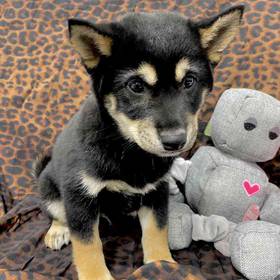 Shiba Inu