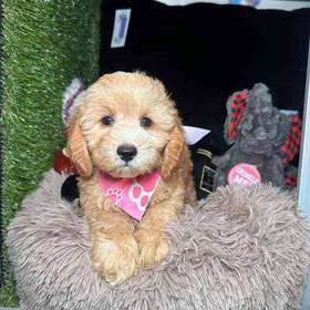 Cockapoo