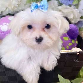 Maltese