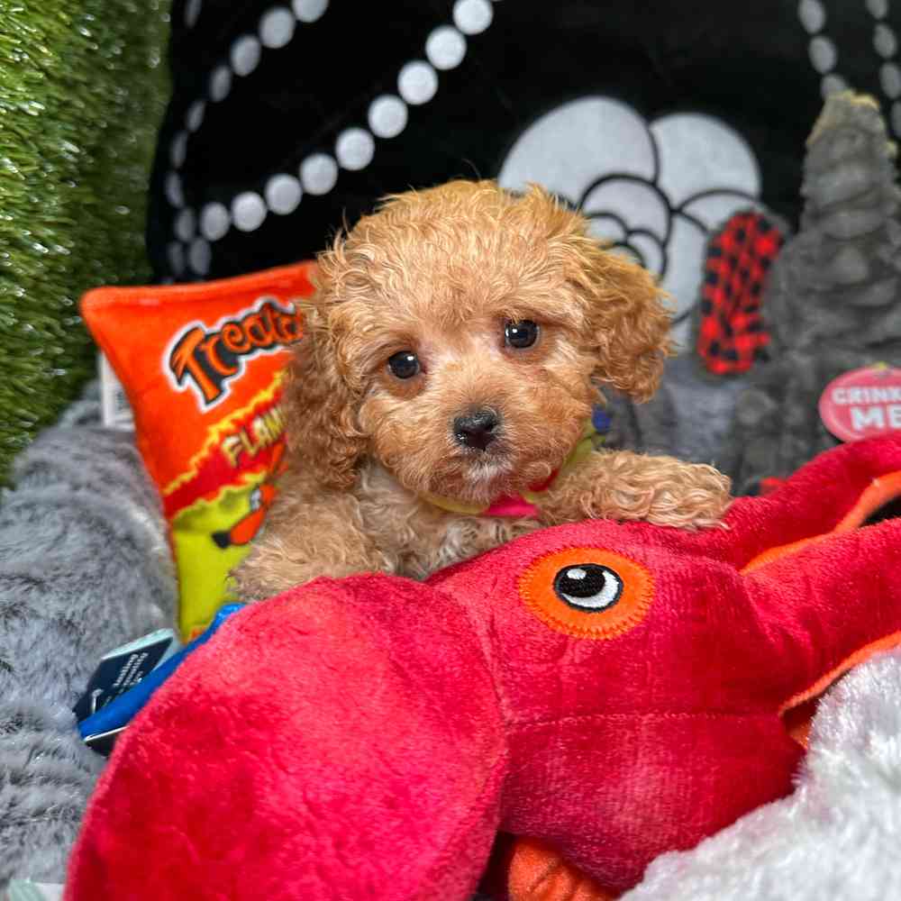carousel pet images