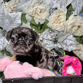 Pug