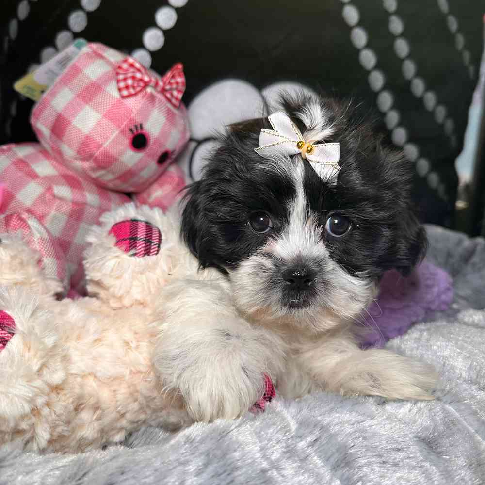 carousel pet images