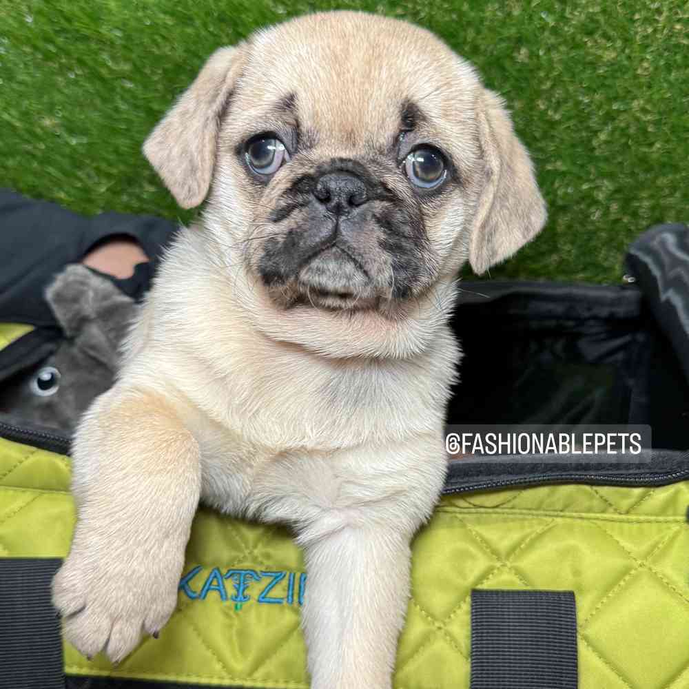 carousel pet images