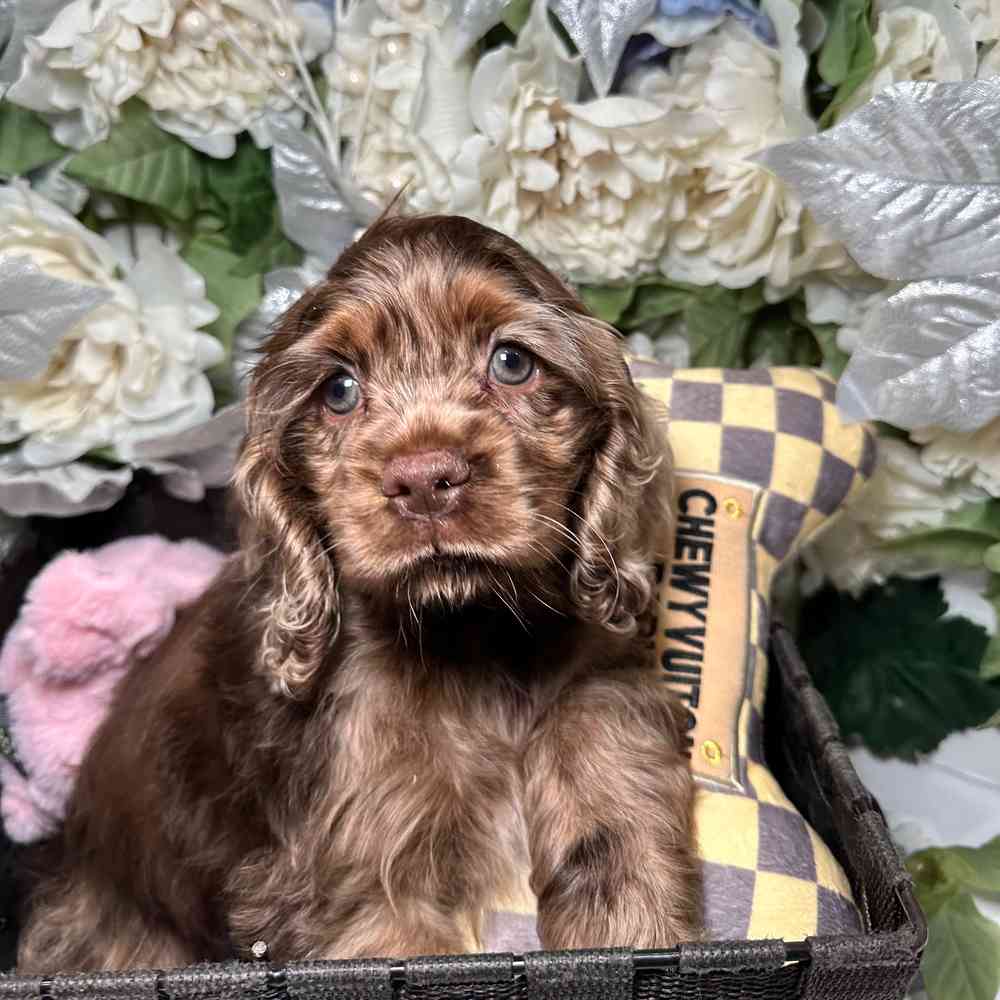 carousel pet images