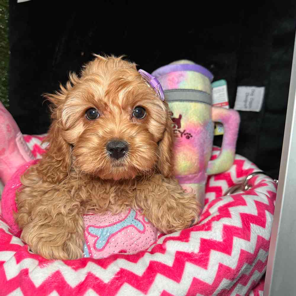 carousel pet images