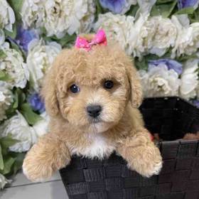 Cavapoo 2nd Generation