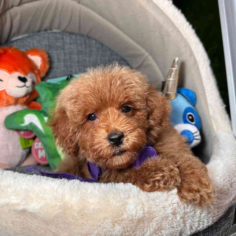 carousel pet images