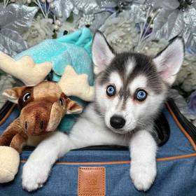 Alaskan Klee Kai