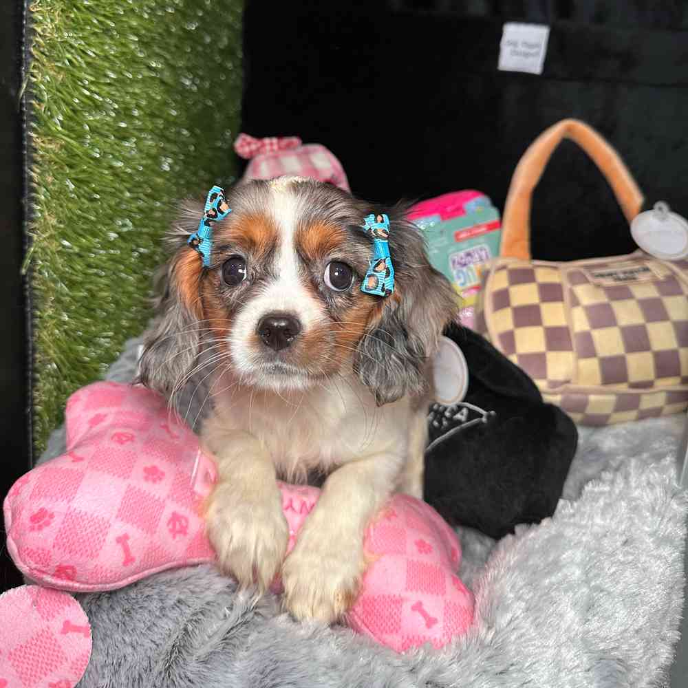 carousel pet images