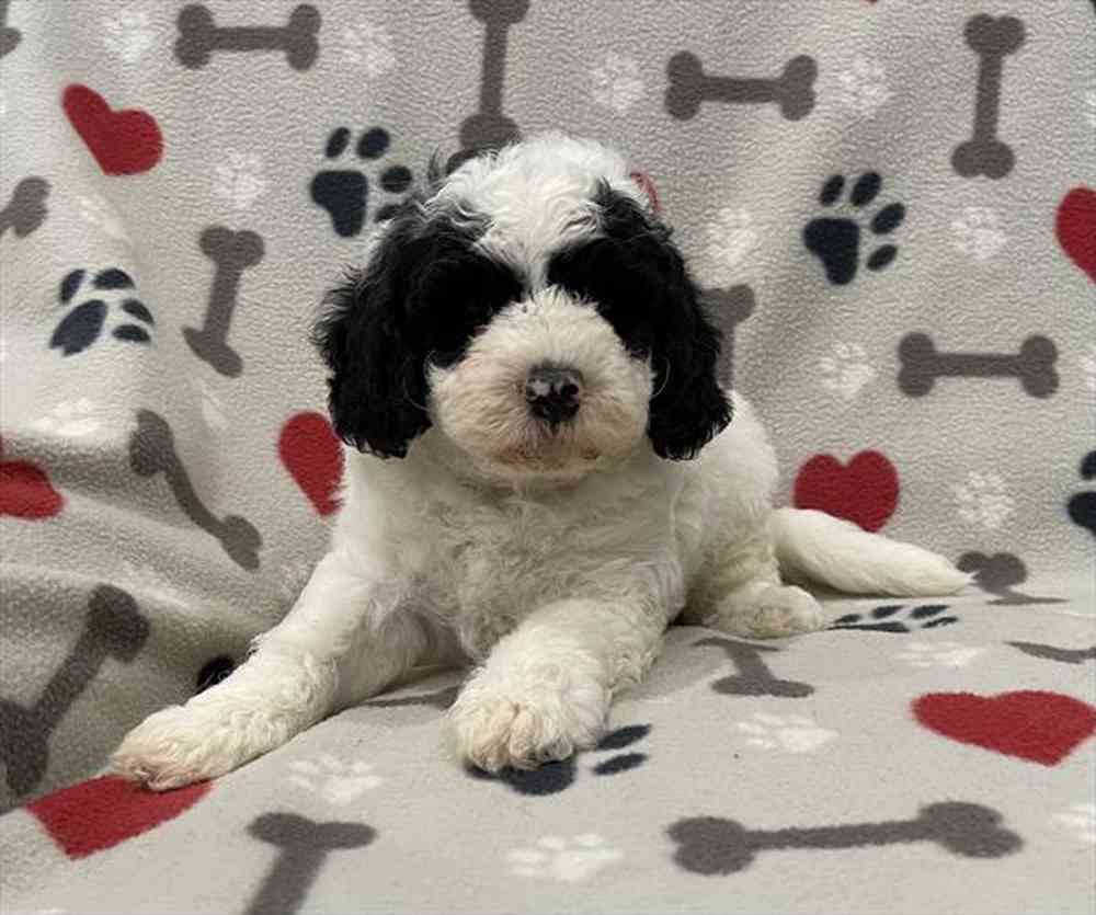Image of a pet breed in the gallery