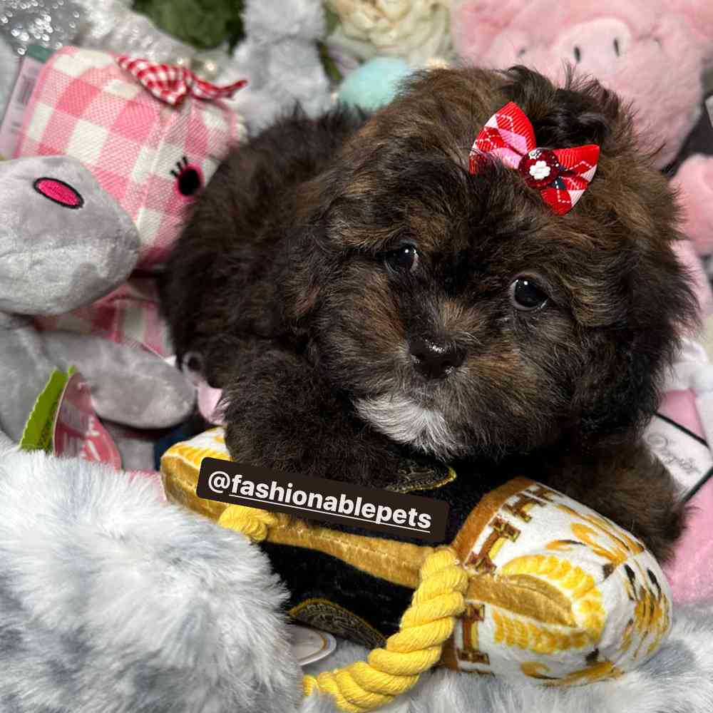 carousel pet images