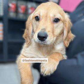 Golden Retriever