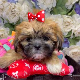 Lhasa Apso