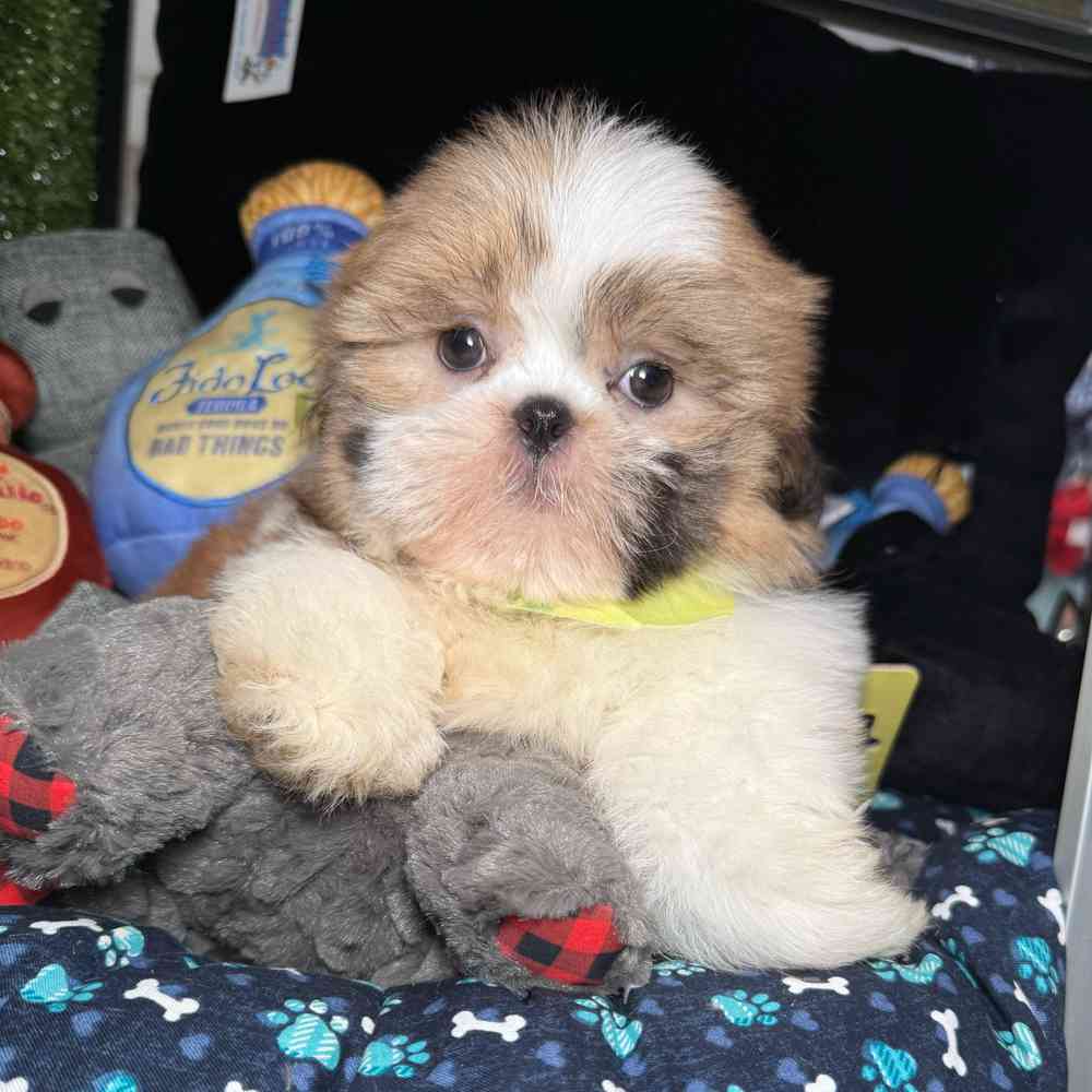 carousel pet images