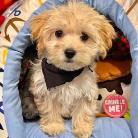 Maltipoo