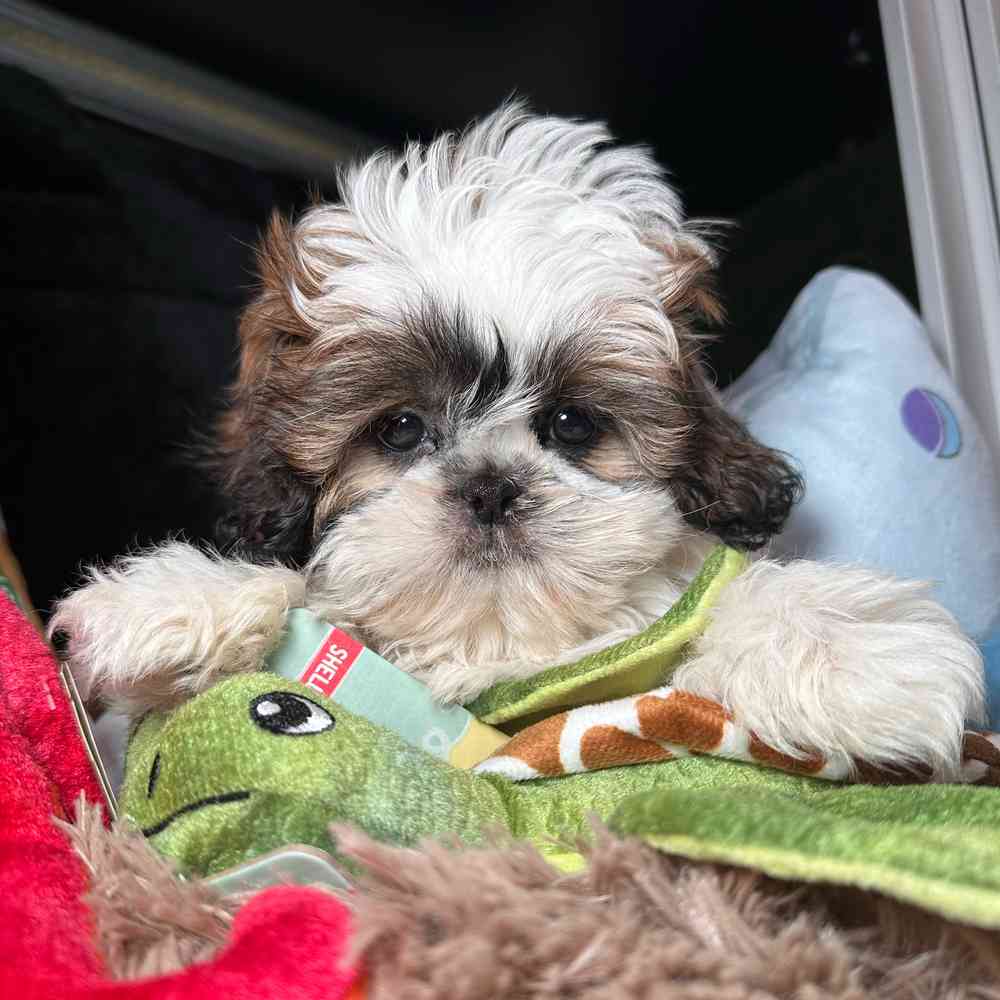 carousel pet images