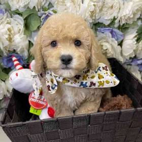 Cavapoo 2nd Generation