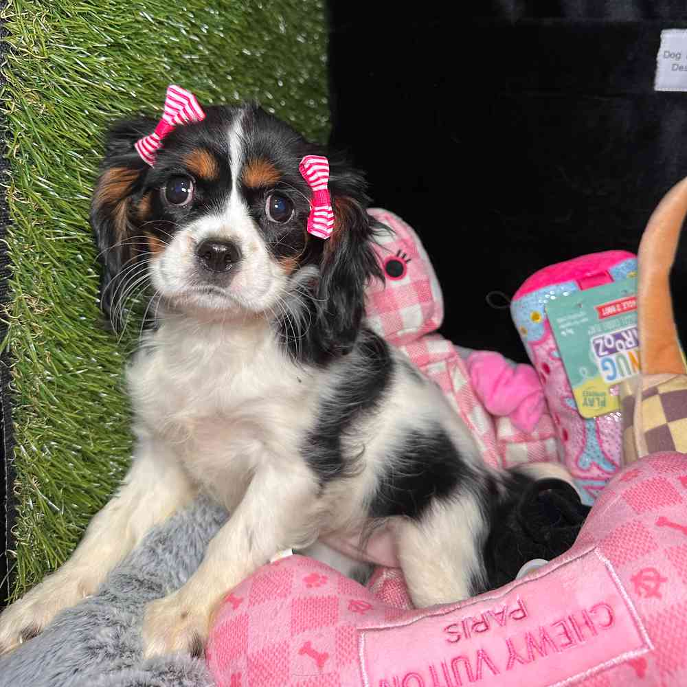 carousel pet images