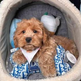 Cockapoo
