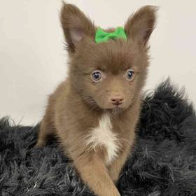 PomChi