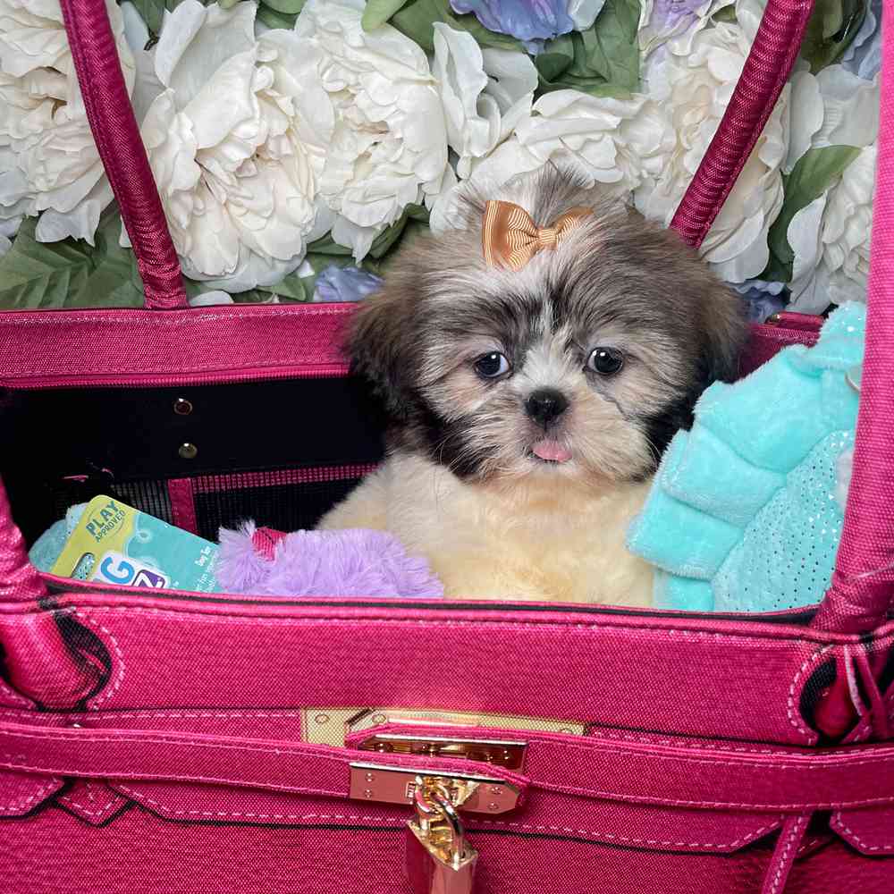 carousel pet images