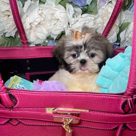 Shih Tzu