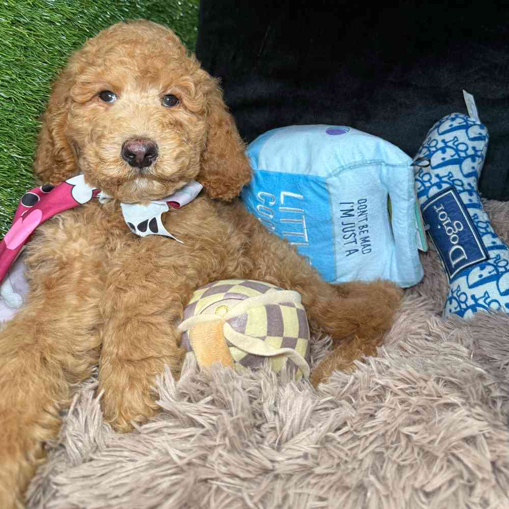 pet breed image