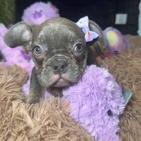 French Bulldog