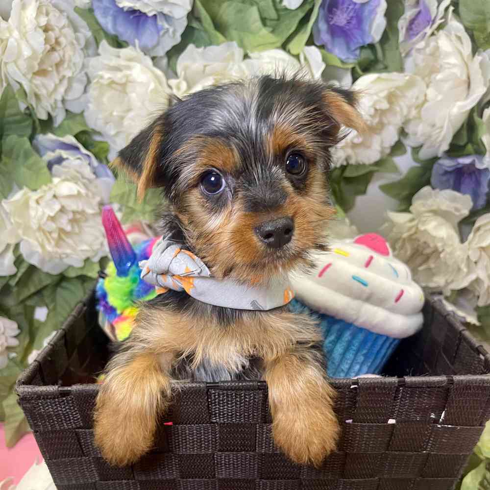 carousel pet images